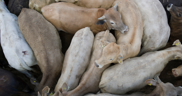 A group of cows