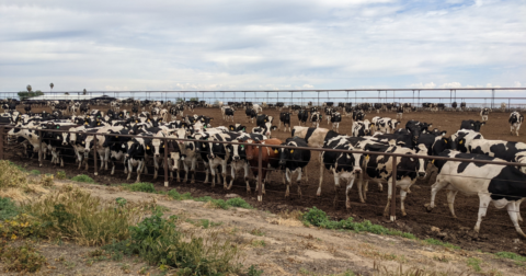 A large enclosure of cows