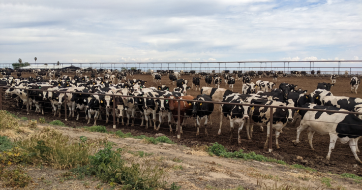 A large enclosure of cows