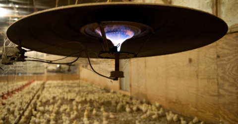 A heater in a broiler chicken farm