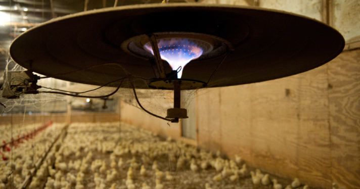 A heater in a broiler chicken farm