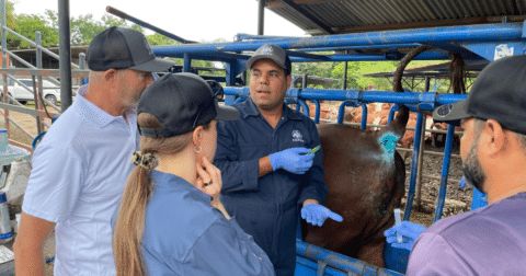 A worker performing a dehorning procedure and applying a treatment