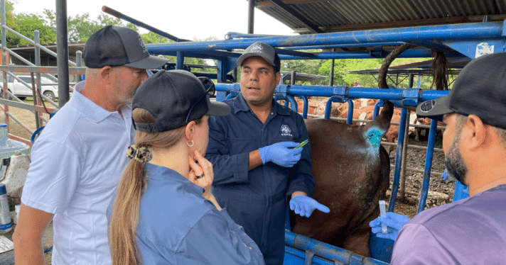 A worker performing a dehorning procedure and applying a treatment