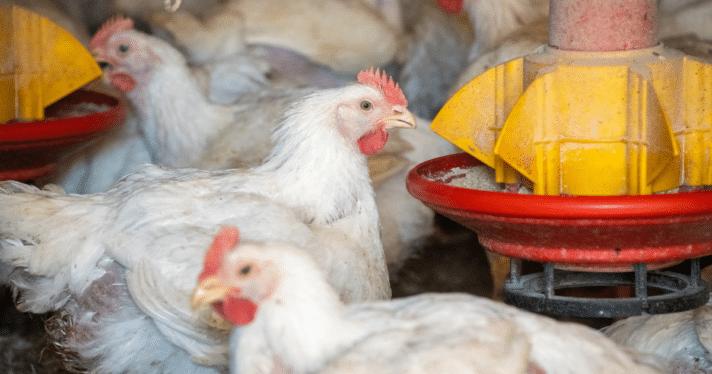 A group of chickens feeding