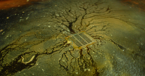 Pig fat mixed with soapy water coagulates on the floor of a meat processing plant