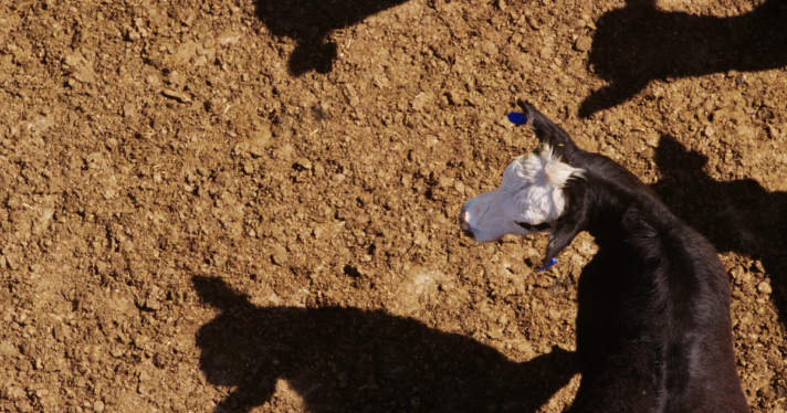 A cow on a feedlot