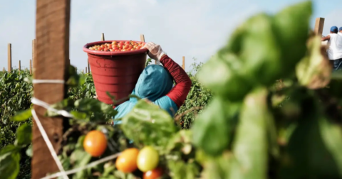 A farmworker