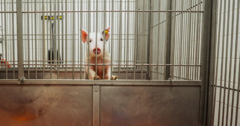 A pig in a testing lab