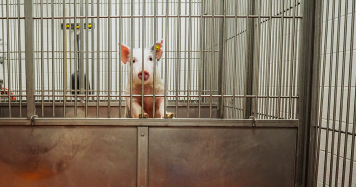 A pig in a testing lab
