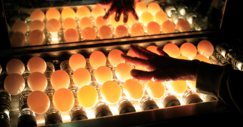 Lights underneath eggs