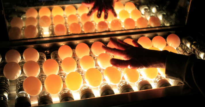 Lights underneath eggs