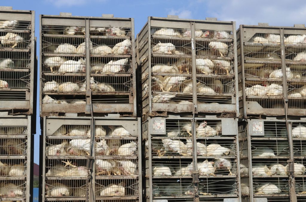 A truck full of chickens packed into cages