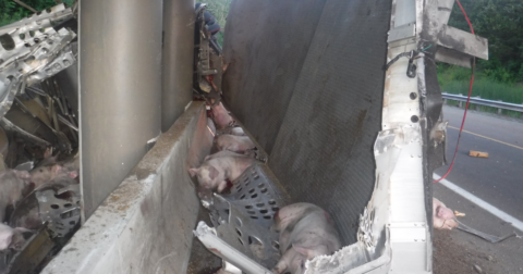 A truck crash and dead pigs