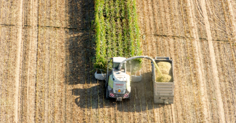 Aerial of harvesting corn silage
