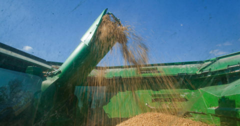 Soy beans being harvested