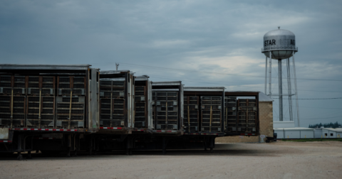A lineup of meat poultry plant trucks