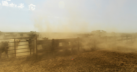 Dust flying up in a cow pen
