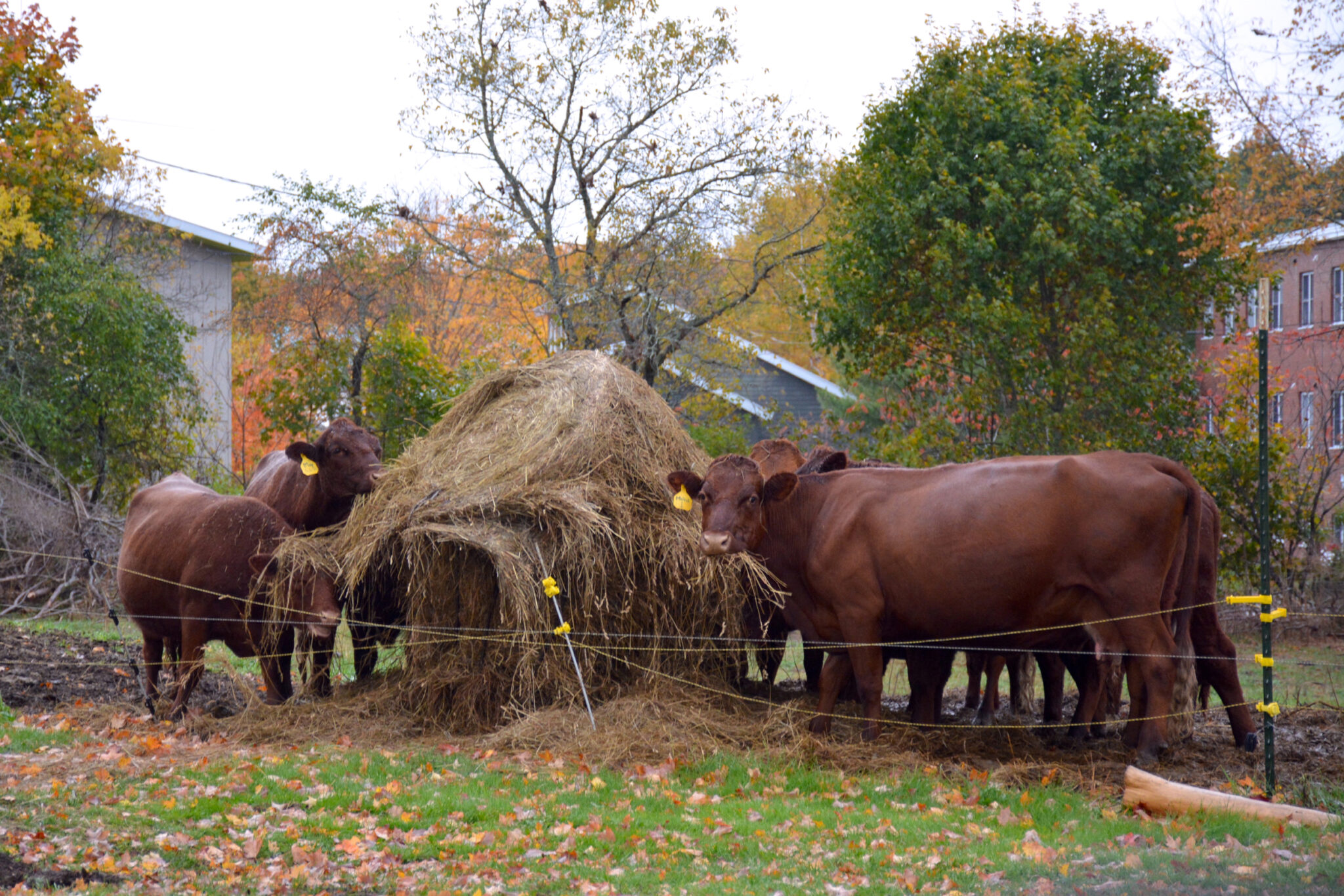Cows used for beef and dairy