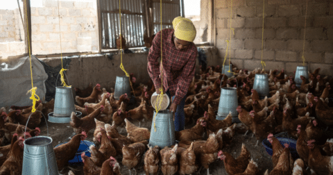 A poultry farmer tends to her flock in Jos, Nigeria