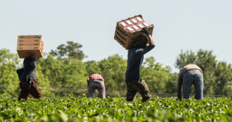 Farmworkers harvesting strawberries