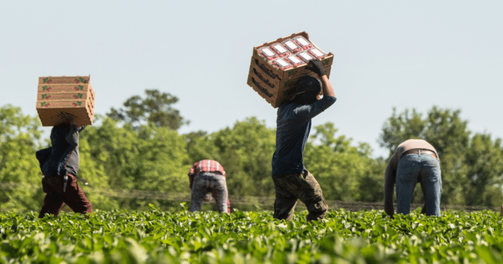 Farmworkers harvesting strawberries
