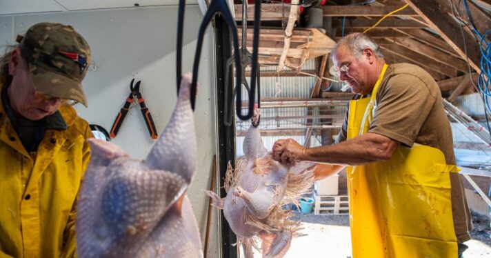 Two people de-feather freshly slaughtered turkeys.
