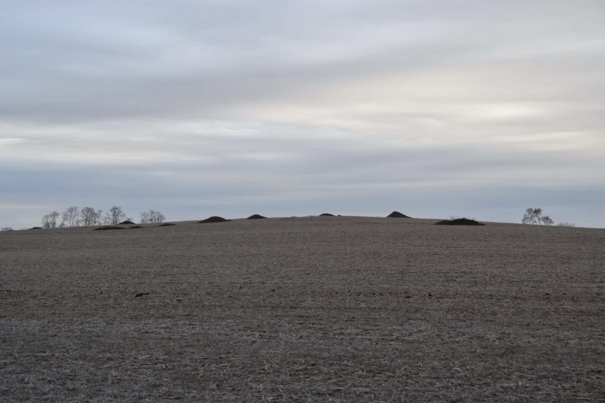 Piles of manure from a cattle feedlot