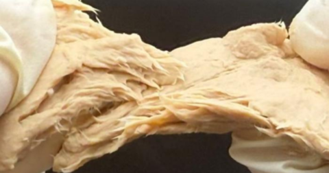 A picture of Fusarium venenatum