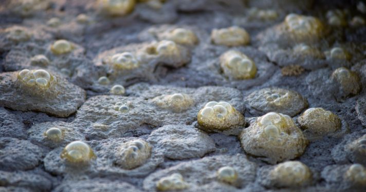 Methane bubbles from a digester pit