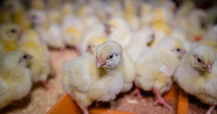 Broiler chicks on an industrial farm