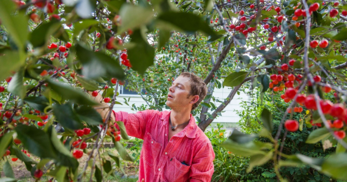 A person picking from cherry trees