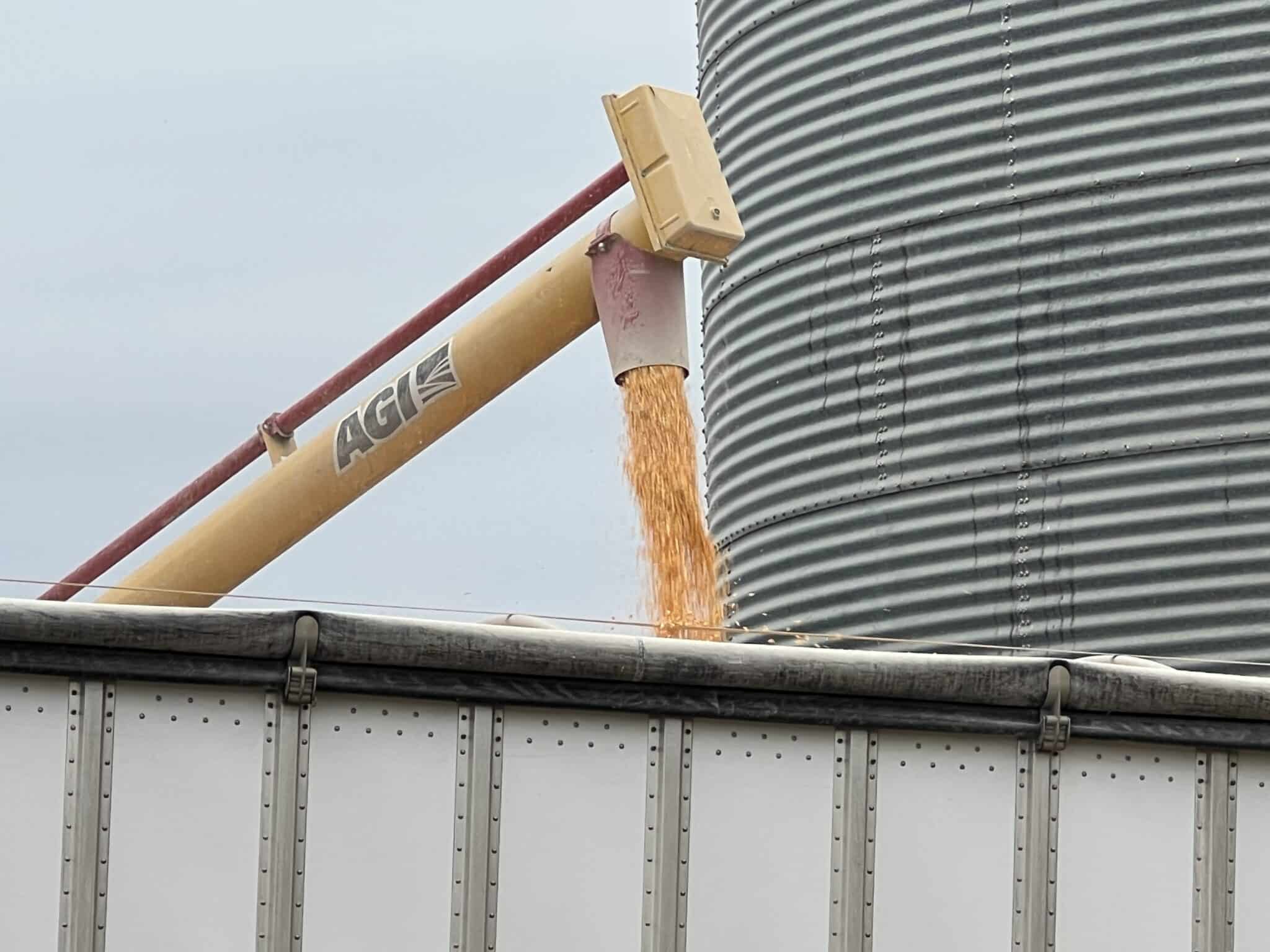 Corn being loaded into a semi-trailer