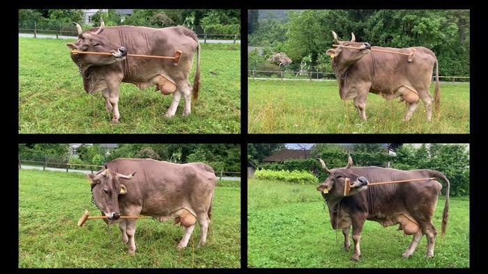 Various angles of Veronika the cow using a broom as a tool
