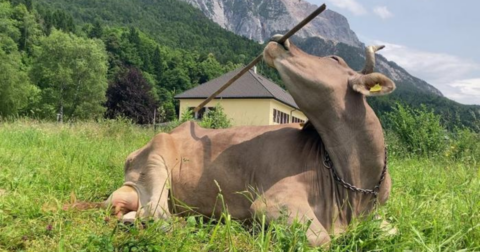 A cow using a broom to scratch themselves
