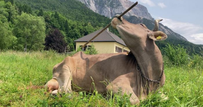 A cow using a broom to scratch themselves