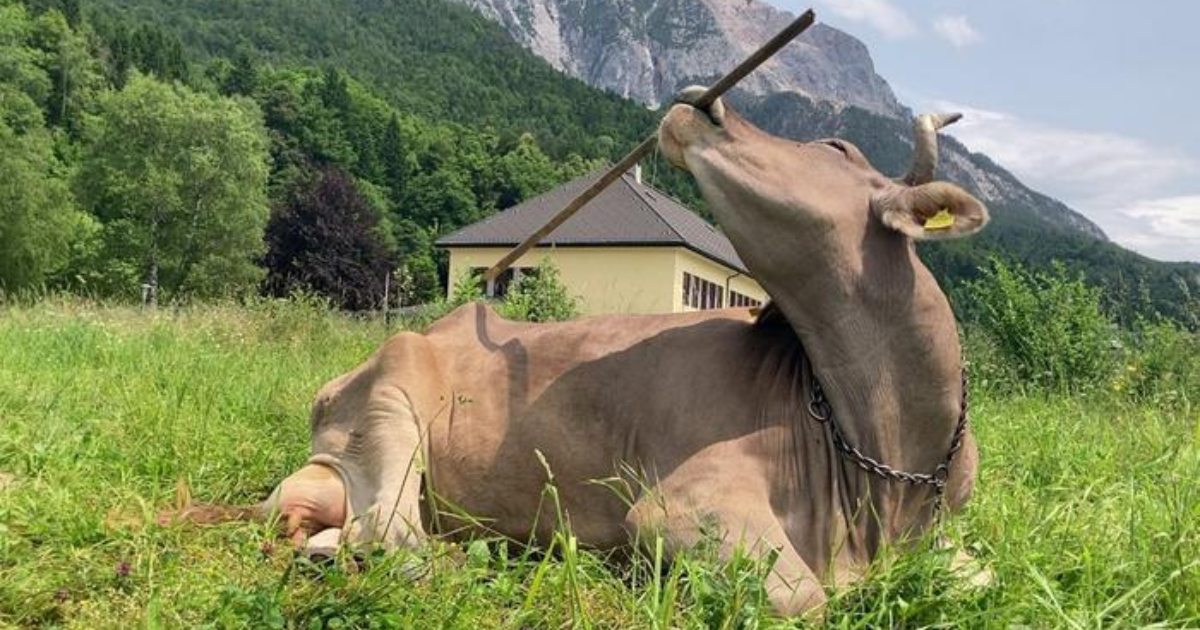 Cows Can Use Tools. Are We Underestimating How Smart They Are?