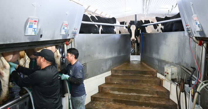 Workers milking cows