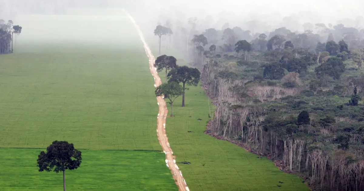 Rainforest with fog nearby