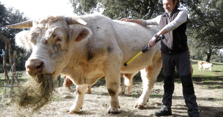 A man identificating a cow