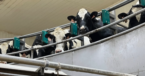 Cows waiting on a rotary platform