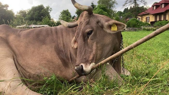 A cow lying on their side holding a broom in their mouth