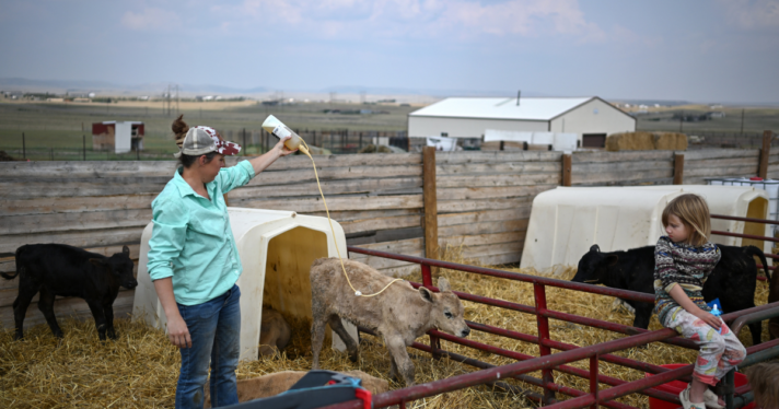 A woman giving antibiotics to a calf on a farm