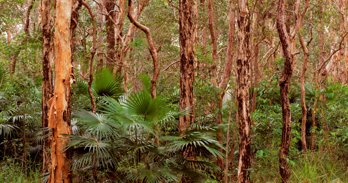 Tree Bark Microbes Capture Greenhouse Gases, New Study Finds