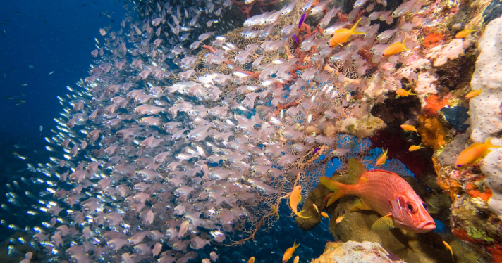 Schools of fish near a coral reef