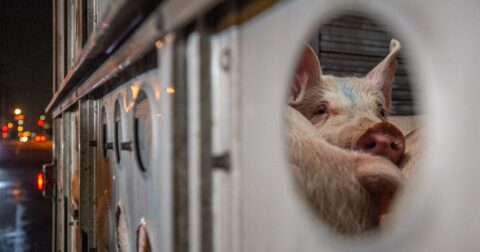 A pig in an animal transport truck.