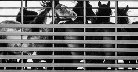 American mustangs standing inside a trailer