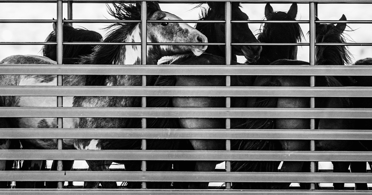 American Horses are Still Being Slaughtered for Meat