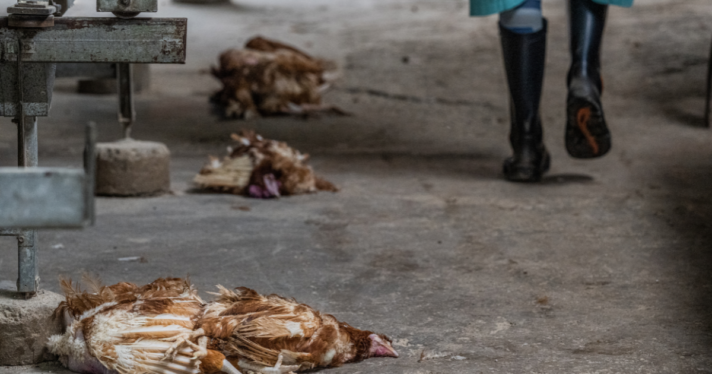Three dead chickens with a farm worker walking away