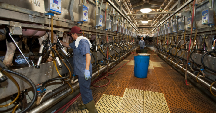 Workers in a milk operation