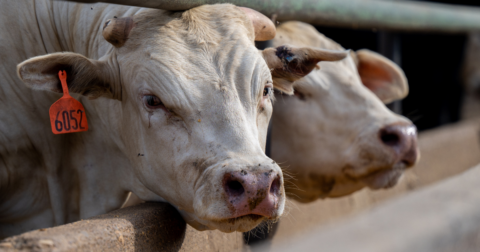 Cows standing in a feedlot